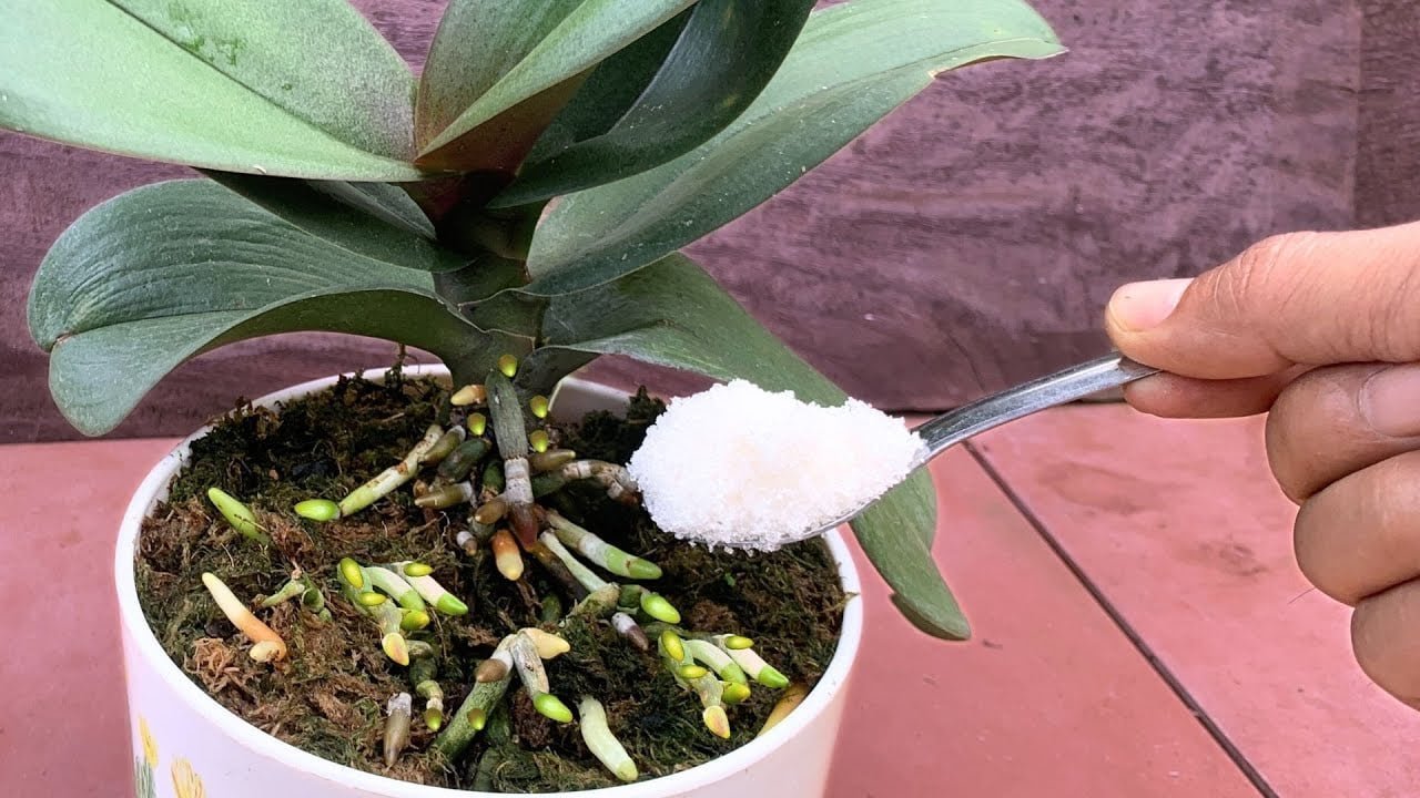 Polvilhe 1 colher de chá! De repente, a orquídea cresceu 1001 raízes e floresceu flores incríveis - Receitas De Ouro