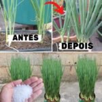 Cebolinha Gigante: Crescimento e Dicas para o Ano Todo!