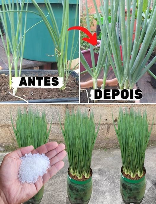 Cebolinha Gigante: Crescimento e Dicas para o Ano Todo!