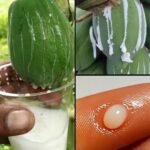 Seiva de Mamão: O Ouro Branco da Natureza Revelado!