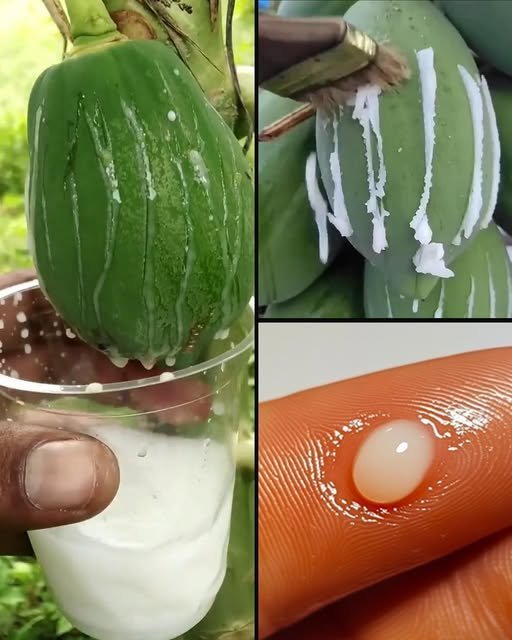 Seiva de Mamão: O Ouro Branco da Natureza Revelado!