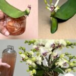 Misturei em 2 Minutos: Orquídea Floresceu Rapidamente!