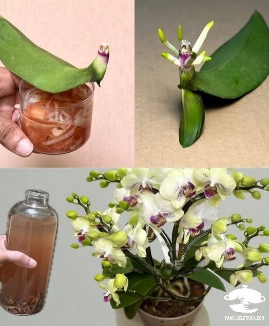 Misturei em 2 Minutos: Orquídea Floresceu Rapidamente!