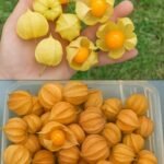 Deliciosas Receitas com Physalis: Natureza em Cada Mordida