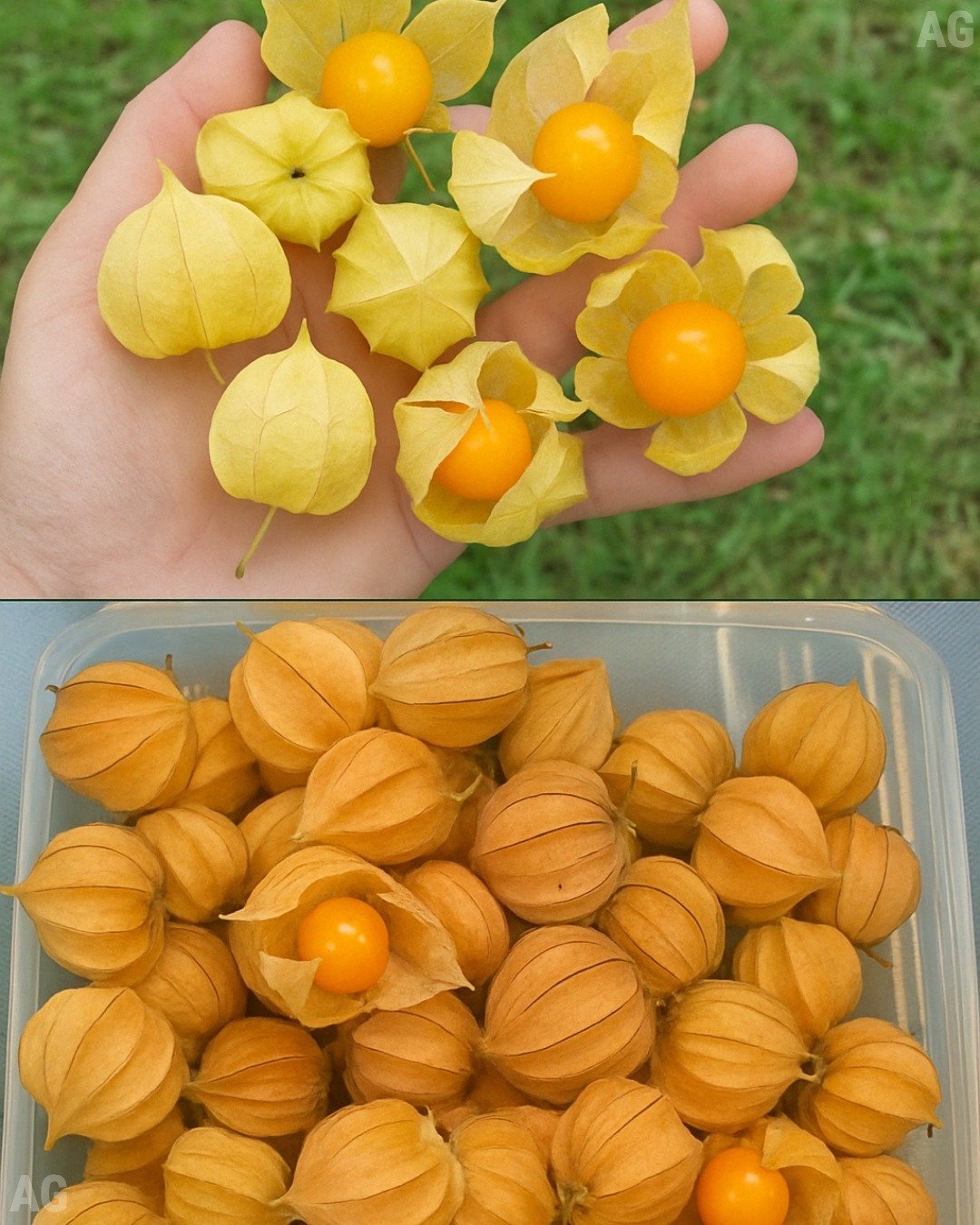 Deliciosas Receitas com Physalis: Natureza em Cada Mordida