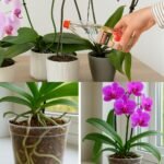 Use Este Ingrediente Surpreendente e Faça Suas Orquídeas Florescerem Por Muito Mais Tempo! - Receitas De Ouro