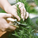 Como Manter Alecrim Fresco: Dicas de Jardinagem