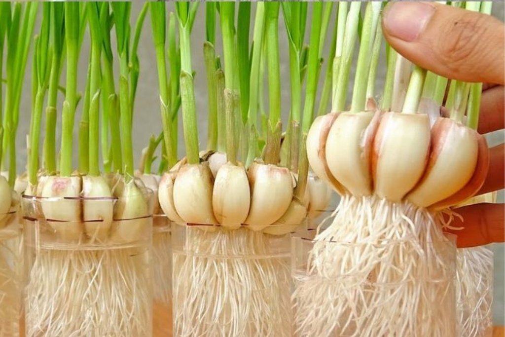 Aprendi a plantar alho em casa e agora não compro mais, É MUITO FÁCIL - Receitas De Ouro