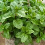 Depois que aprendi a cultivar hortelã tão fácil assim, agora tenho sempre fresquinho - Receitas De Ouro