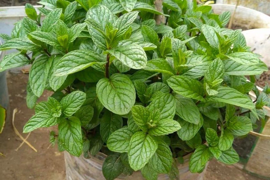 Depois que aprendi a cultivar hortelã tão fácil assim, agora tenho sempre fresquinho - Receitas De Ouro