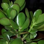 Esta planta encherá a sua casa de prosperidade. BASTA COLOCÁ-LA NESTE LUGAR... - Receitas De Ouro