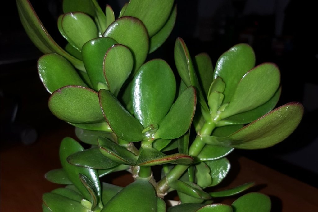 Esta planta encherá a sua casa de prosperidade. BASTA COLOCÁ-LA NESTE LUGAR... - Receitas De Ouro