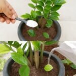 Só 1 colher faz explodir de crescer (qualquer planta feia) - Água na Boca 515653794_1271449121005689_2776596711498890721_n