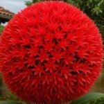 Lírio Bola de Fogo: Beleza Exótica e Poder Natural para o Jardim Lirio-Bola-de-Fogo-Beleza-Exotica-e-Poder-Natural-para-o-Jardim