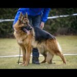 Quando Todos Desistiram, o Cão Lutou – E Um Milagre Aconteceu 20250730-2-6