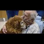 Lealdade canina: a emocionante jornada de Milo e Émile 20250804-1