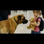 O que um cão farejador viu em um ursinho de pelúcia que ninguém mais notou? Imagem da página de origem