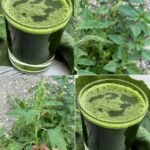 O Poder Oculto da Planta Milagrosa para o Seu Jardim e Sua Saúde 688