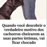 Por Que os Cachorros Cheiram as Partes Íntimas das Pessoas? 718