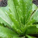 Esta planta é um poderoso calmante e analgésico natural Esta-planta-e-um-poderoso-calmante-e-analgesico-natural