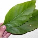 Folha Milagrosa! Regula a Pressão, Limpa os Rins e Estimula a Produção Natural de Insulina Folha-Milagrosa-Regula-a-Pressao-Limpa-os-Rins-e-Estimula-a-Producao-Natural-de-Insulina