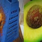 Ja-tomou-cha-de-caroco-de-abacate-Os-beneficios-sao-Fantasticos-1