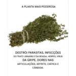 Esta planta vai além da cozinha e é uma das mais poderosas do mundo Imagem da página de origem