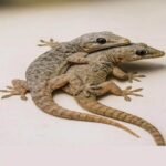 Encontrou este animal em sua casa? Saiba que ele tem um significado especial! Imagem da página de origem