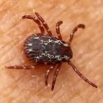 Se você encontrar esse bicho em sua casa, aqui está o que você precisa saber Imagem da página de origem