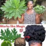 🍃 Folhas de Mamão: Não Faça Este Tratamento Capilar se Não Estiver Pronto para um Crescimento Extremo de Cabelo 837
