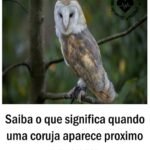 Você sabe o que significa quando uma coruja aparece perto de você? | Receitas Salgadas 850