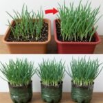 Cebolinha Explosiva em Casa: O Guia Definitivo para Cultivo e Receita Cheia de Sabor - Guia Receita 10baff2a-2429-4f6b-8309-8c6713a1deff