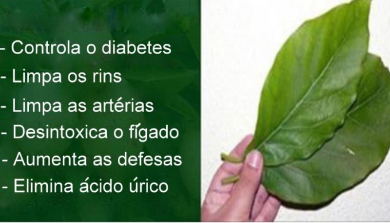 Moringa: A Folha Milagrosa para Diabetes e Órgãos