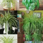 Planta Aranha: Seu Tesouro Verde Essencial 41091dc4-ae61-4586-b3fa-922d0eb35093-2