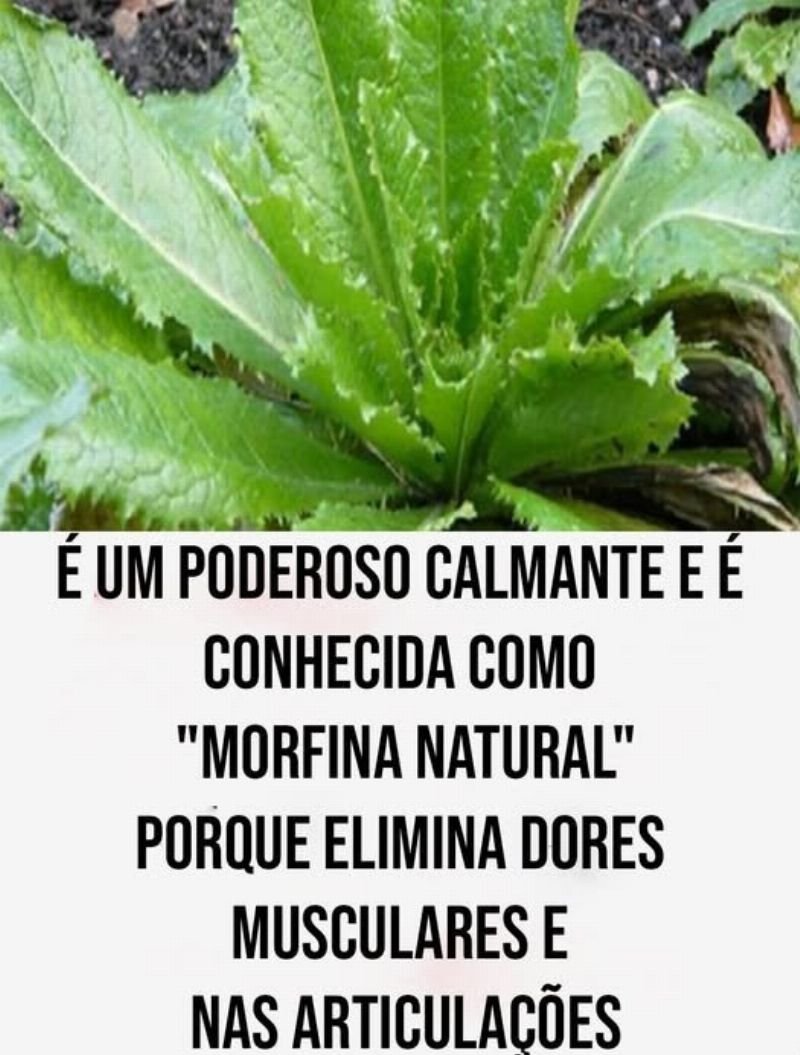 Analgésico Natural do Quintal: Potência da Morfina?