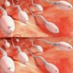 O que a Ciência Diz Sobre Engolir Sêmen: Mitos, Fatos e Implicações para a Saúde 55161811-256e-4386-bc48-2c192d8f2bc9