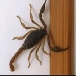 Escorpiões em Casa: Um Sinal de Alerta para o Seu Lar 67e4429d-bcf1-4670-8935-11f4fd373547-1