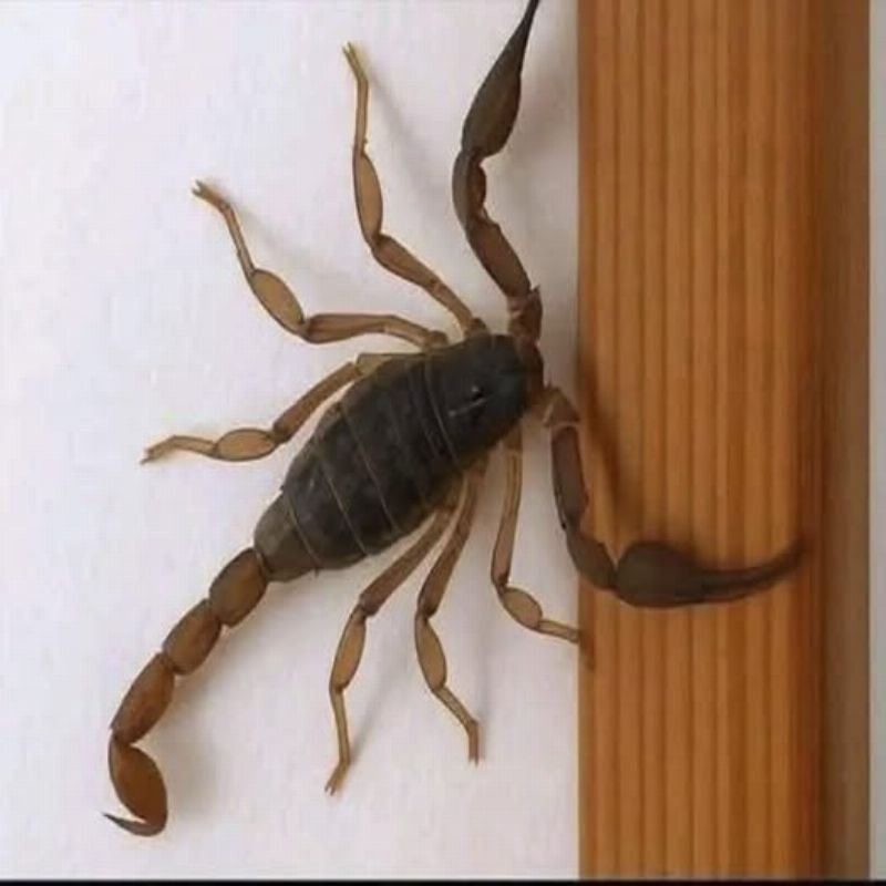 Escorpiões em Casa: Sinal de Alerta Urgente!