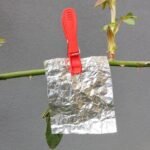 Papel Alumínio: Proteção Natural contra Pragas! 6c3767ee-fb9d-461a-9dfe-189fae55cd3d