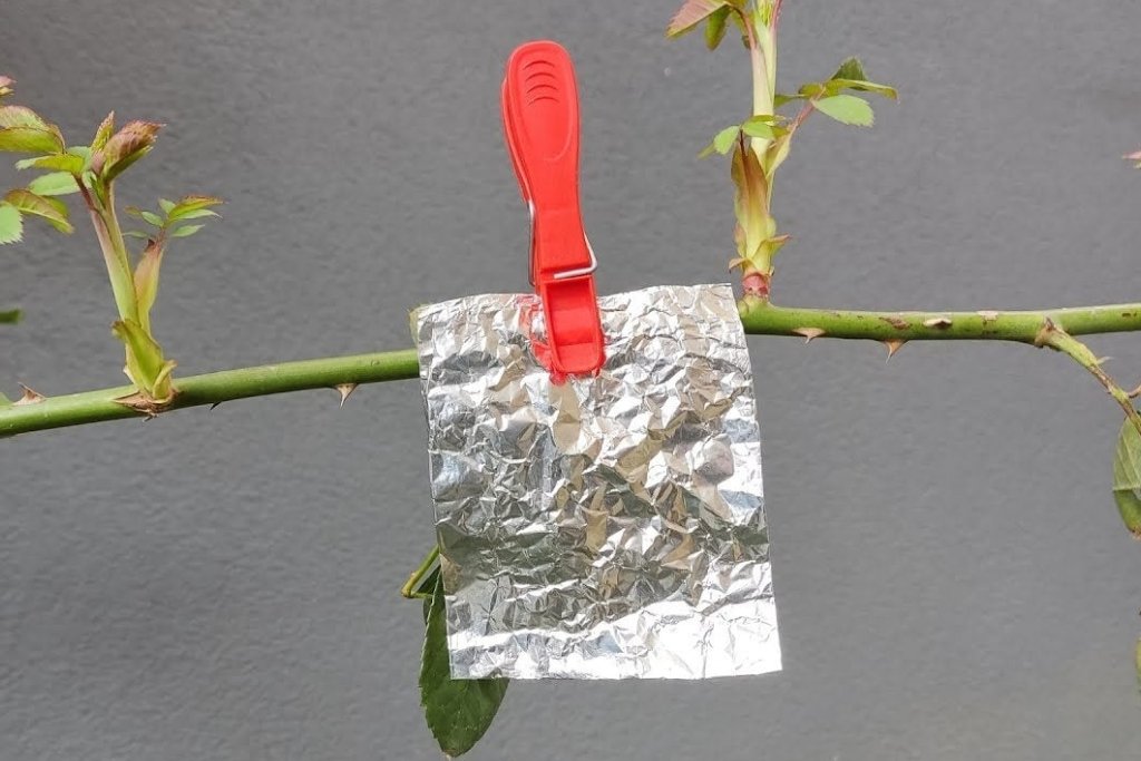 Papel Alumínio: Proteção Natural contra Pragas!