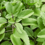 Folha da Vida: O Tesouro Desconhecido em Seu Jardim 6c38a022-c51d-4af8-9721-3acddfee25c7