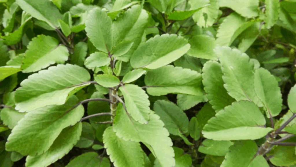 Folha da Vida: O Tesouro Desconhecido em Seu Jardim - Guia Receita