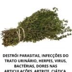 A Poderosa Ação da Casca de Romã no Combate a Parasitas, Infecções e Microrganismos 779ce1c3-0a1d-4bba-ae2e-06a462533ea2