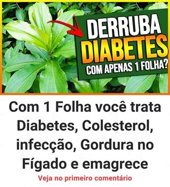 A Folha de Louro: Mais do que um Tempero, um Aliado para a Saúde - Guia Receita