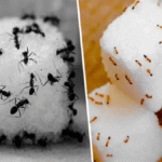 Diga Adeus às Formigas: Armadilhas Naturais e Eficazes para um Lar Livre de Pragas 8e3e5b17-8bb6-40db-80cd-e09956e8cb50