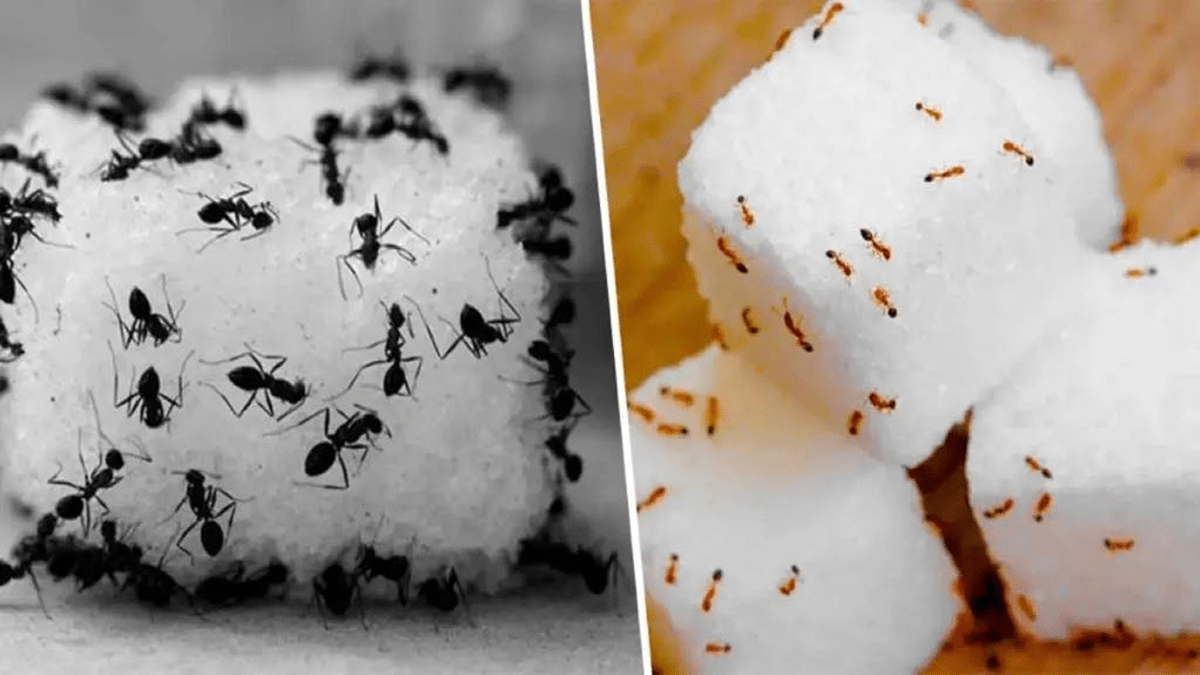 Diga Adeus às Formigas: Armadilhas Naturais e Eficazes para um Lar Livre de Pragas - Guia Receita