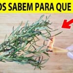 Alecrim em Casa: Muito Além do Tempero, um Aliado para o Bem-Estar e a Energia do Lar a23a0e63-eb82-4dc2-800e-69772c011b8c