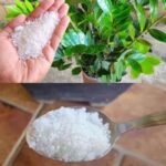 Revitalize Suas Plantas: Segredo de 1 Colher! b280017d-320a-481a-8017-f962c6f8d0c6-1