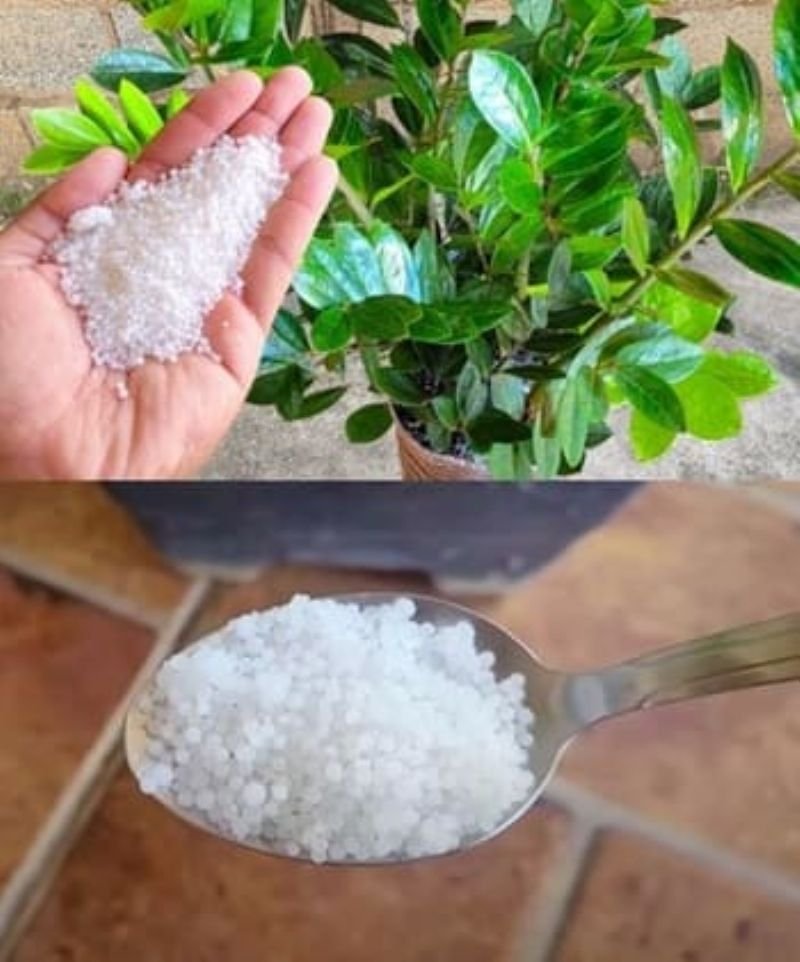 Revitalize Suas Plantas: Segredo de 1 Colher!