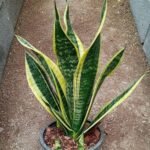 Sansevieria: Desvende os Tesouros da Planta Indestrutível d030a46b-2994-4d58-af11-125a1fb2deb9